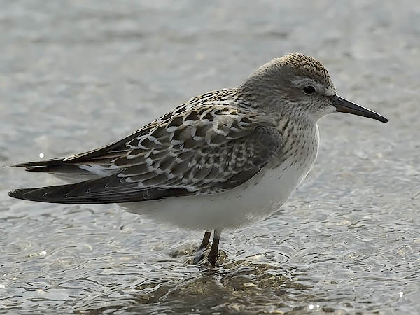 Valkoperäsirri, White-rumped Sandpiper, Calidris fuscicollis